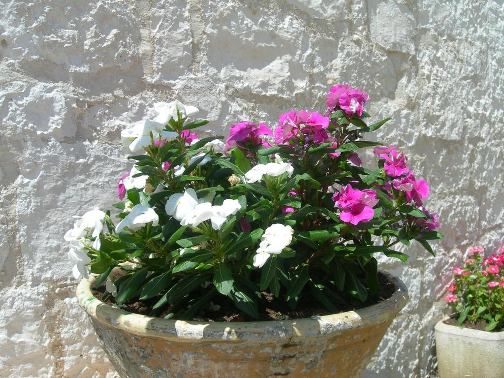 צ'לייה מספיקה Masseria Montecchie מראה חיצוני תמונה