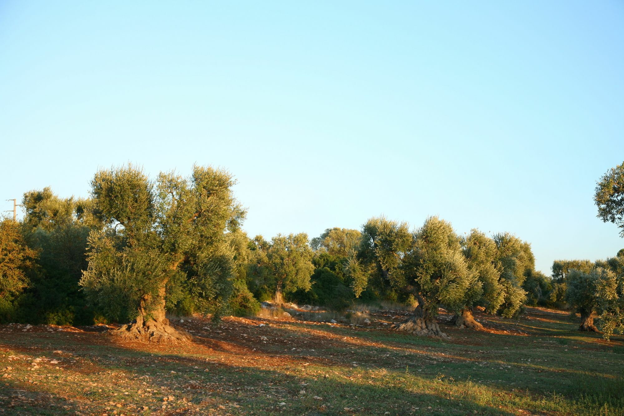 צ'לייה מספיקה Masseria Montecchie מראה חיצוני תמונה